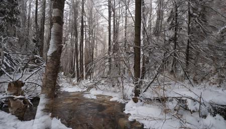 Winter forest