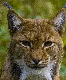 Lynx