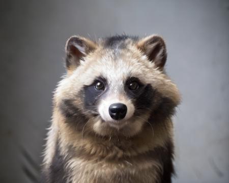 <lora:Raccoon_Dog:0.8>, (raccoon_dog:1.2),white background