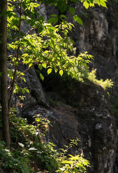 Nature