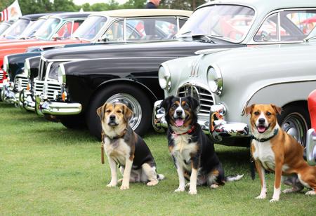classic car show, lined up in a row, different breed of show dog in front of each car,