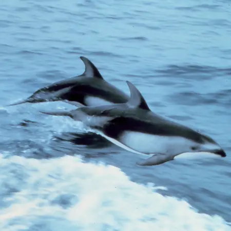 dolphin42's Avatar