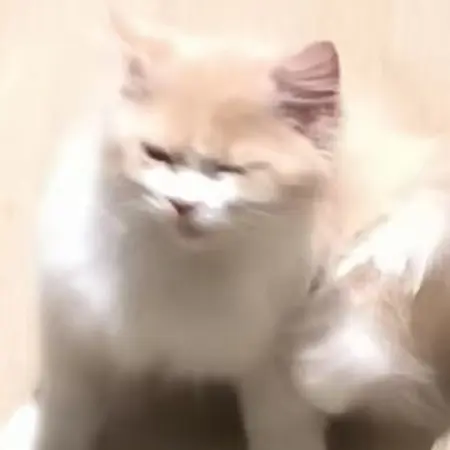 DoDoKitten's Avatar