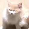 DoDoKitten