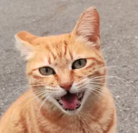 Meower2024's Avatar
