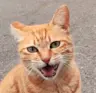 Meower2024's Avatar
