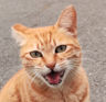 Meower2024