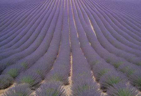 A lavender field under a blue sky in Provence, with rows of purple flowers stretching to the horizon, aerial perspective, showing the vastness of the landscape, in the style of nature photography