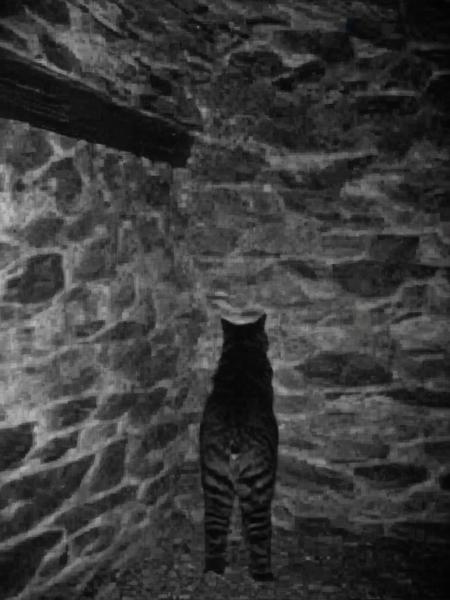 bwp-corner, b&w, cat standing facing a wall, cinematic, deep shadows, dark forest, film grain, eerie, (nighttime:1.3), camera,    <lora:- SDXL - n-eeyblch_eye_bleach_V1.0:-.5> n-eeyblch <lora:- SDXL - bwp_blair_witch_project1999_V1.0-step00000600:.8>