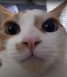 DriftwoodBeta
