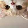 wolfcatz's Avatar
