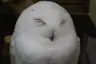 wani's Avatar