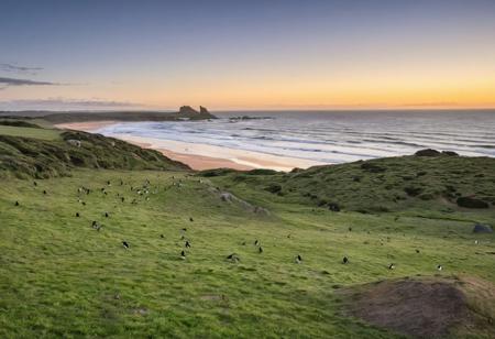 Phillip island in Australia. dawn atmosphere, grass and penguins in foreground ,  large beach, wide angle, big waves, no human