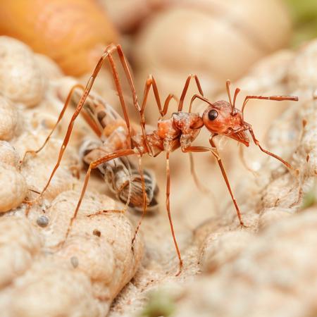 <lora:Ant:1> , orange ant ,