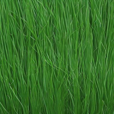 <lyco:grass_texture_Sa_May:1.0> grass texture dark green