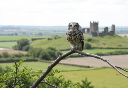 owl, looking bored, on a branch, daylight, high in a tree, plain fields in the background, rural ireland, summer, lots of green vegetation, castle ruin in the background,