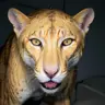 Peridot_Panther's Avatar