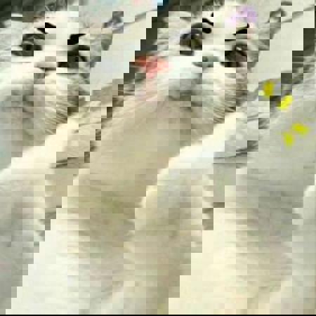 Luckycharmsx's Avatar