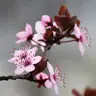 chirenshuomeng's Avatar