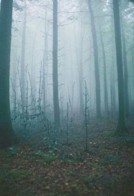 FP100C, instagram photo, a foggy forrest