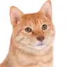 TheNikto's Avatar