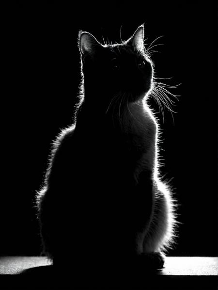 a cat, black and white, backlit, silhouette, black background, backlight