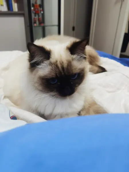 zhaoyuang's Avatar