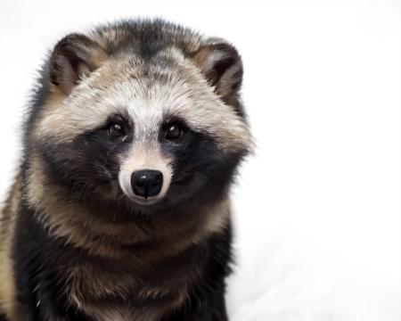 <lora:Raccoon_Dog:0.8>, (raccoon_dog:1.2),white background