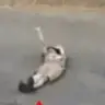 momosell's Avatar