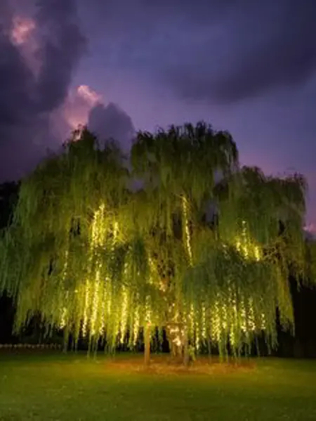 Willow Trees
