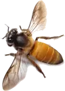 BladeBeak's Avatar