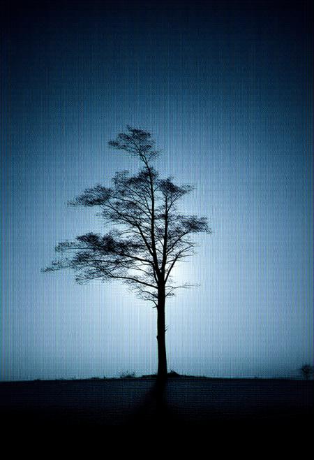 A solitary, wind-sculpted cypress tree silhouetted against a vast, inky black expanse. The scene is rendered in a minimalist style, employing soft, diffused light that subtly hints at a distant, unseen horizon. Linear shapes define the treeâs form â elongated branches reaching like delicate calligraphy against the flat background. The composition emphasizes balance, with gentle curves in the tree's trunk contrasted by the stark linearity of the sky. A shimmering white luminescence spills across the darkness, suggesting moonlight or a nascent dawn, evoking a profound sense of romantic solitude. Impressionistic brushstrokes are subtly layered to create depth and texture within the minimalism. 16k, cinematic lighting, ultra detailed, photorealistic, octane render, trending on ArtStation.