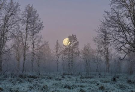 conniferous forest with low grass with heavy dew, heavy autumn frost, sky background with full moon in a cloud which makes it slightly muddled