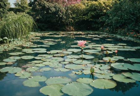 leica m3, 35mm Voigtlander lens, Portra 160/400, photo of extremely fully blossoming beautiful Monet Pool with Waterlilies, 1920,  high resolution, high contrast, natural  sunlight