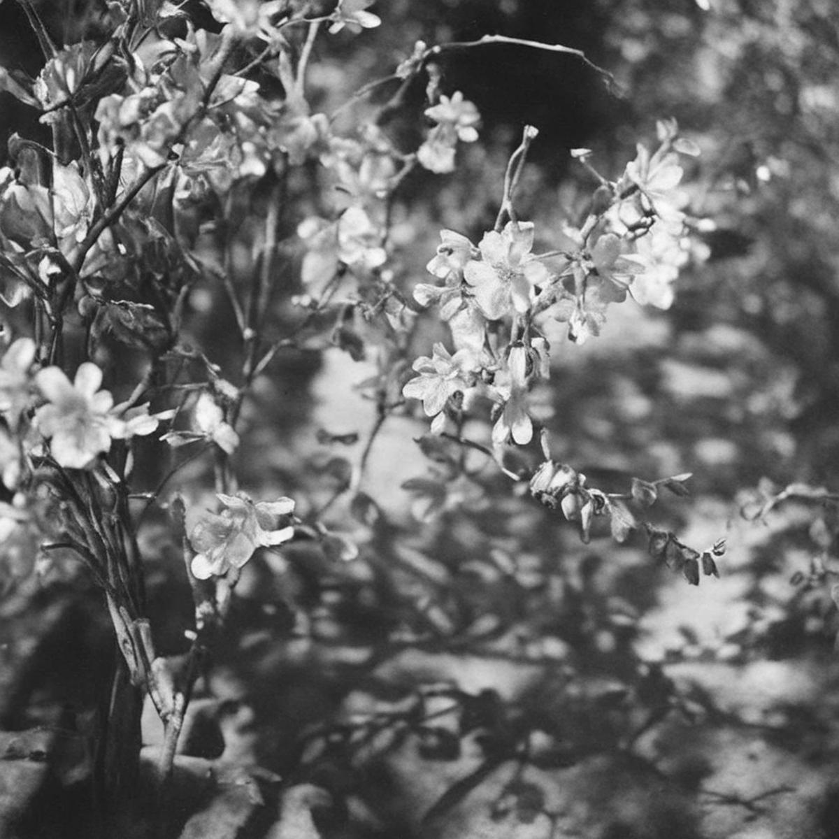 Flower shadow. SDXL image by Sa_May