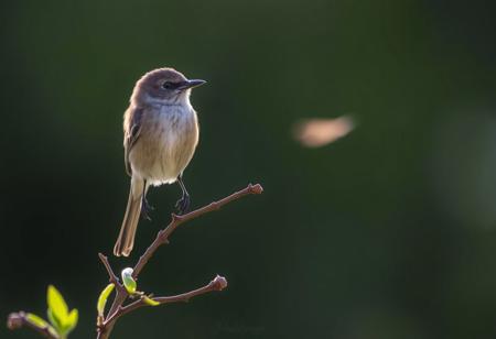 Morning has broken like the first morning
Blackbird has spoken like the first bird
Praise for the singing, praise for the morning
Praise for them springing fresh from the world