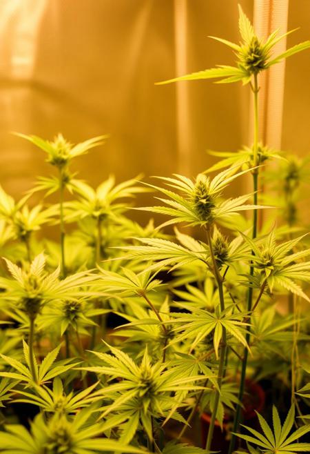 growing cannabis for fun and profit