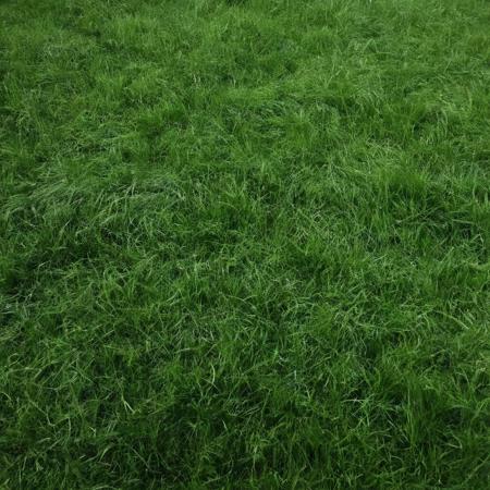 <lora:SDXL_Grass_texture_Sa_May:1> grass dark