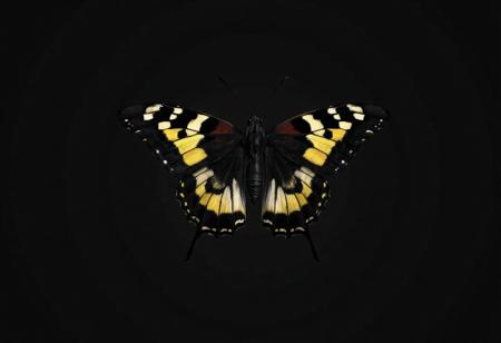 "Describe the image of a Queen Butterfly Danaus in detail, focusing on its coloration, body segmentation, and the artistic quality of the rendering. Highlight the contrast between its black body, yellow/brown spots, and white thorax markings. Note the dark gray background and the insect's central, unobstructed position. Incorporate technical terms like 4K resolution, Octane Render, and Unreal Engine 5, as well as artistic styles (Raphael, Houdini). Ensure the description reflects the butterfly's lifelike details, dynamic pose, and the image's alignment with CGSociety and Artstation trends. Structure the response as a paragraph with bullet points for clarity, keeping it concise."