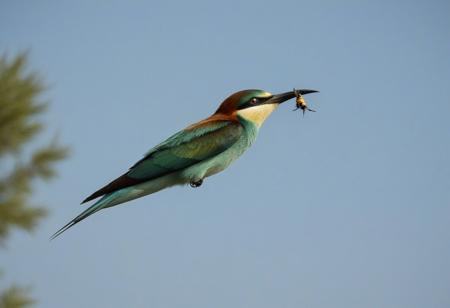 bird, animal focus, solo, blurry, outdoors, sky, flying, closed mouth, flying, depth of field, from side, feathers, looking to the side, tree, European bee-eater,