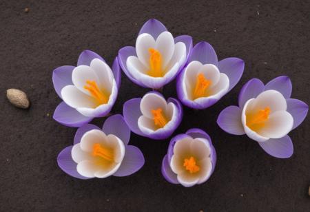 Growing Flowers The seeds of the crocus flower germinate and bloom into flowers symbolizing ideas and solutions