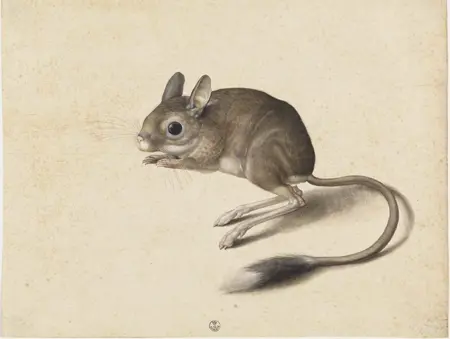 jerblora