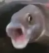 crazyrooster360's Avatar