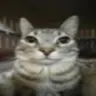 Changm0e's Avatar