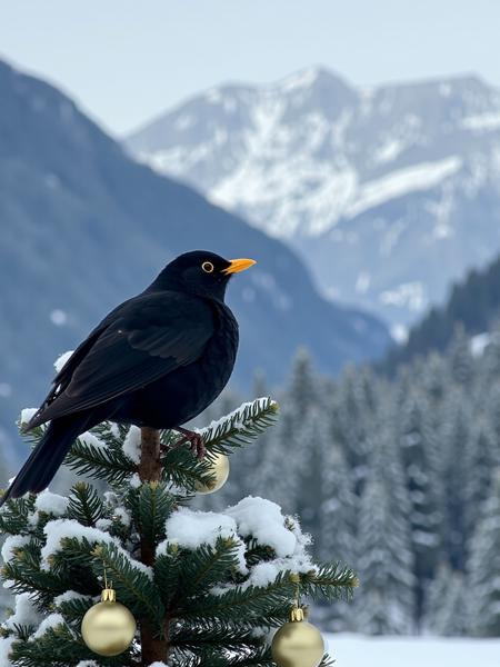 eurasian blackbird Flux v1.0