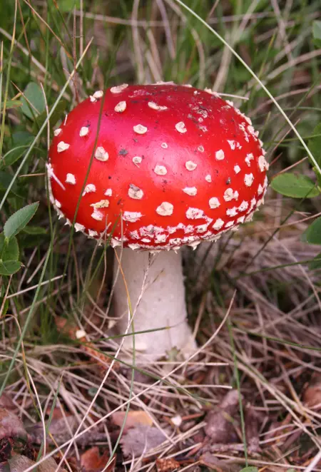 Mr_Mushroom's Avatar