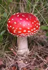Mr_Mushroom's Avatar
