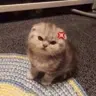 ANDrEQzv's Avatar