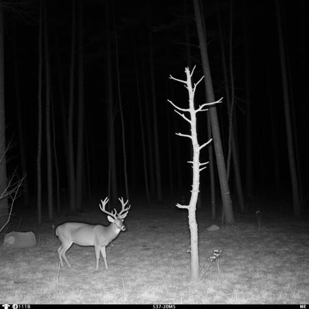 Trail Camera Photography V1