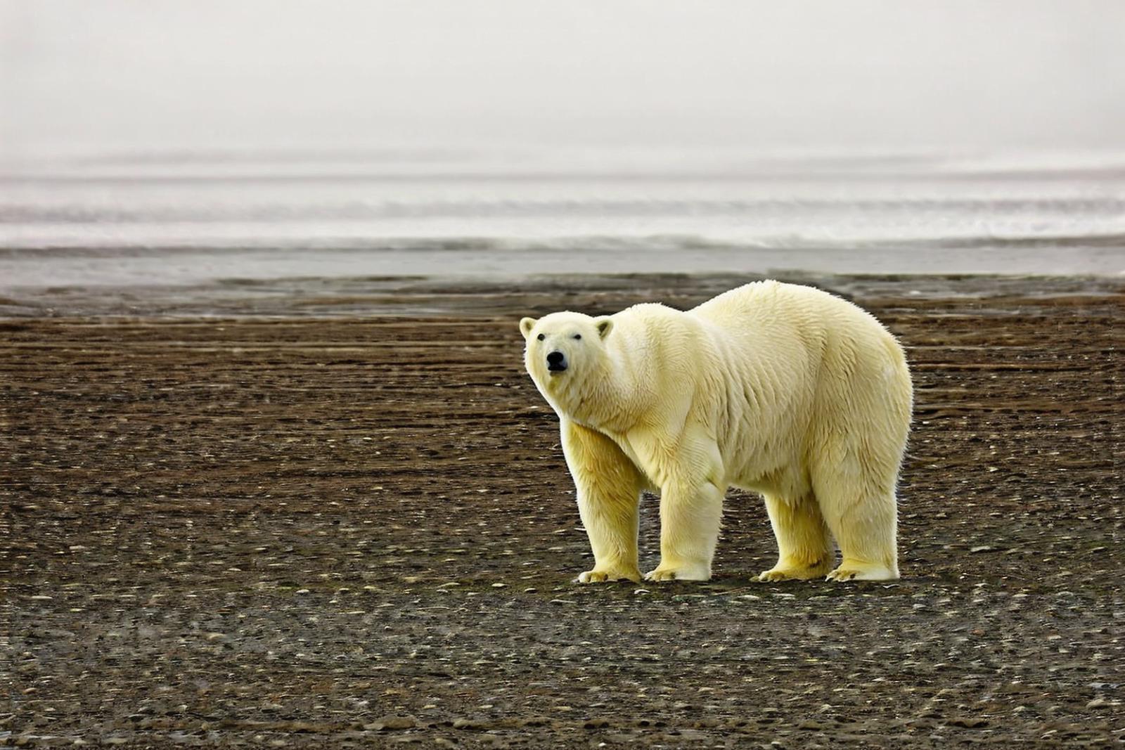 Polar animals image by HXZ_haixuanzi